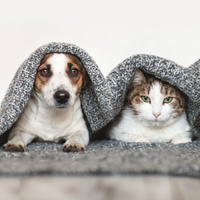 Dog and cat under blanket.