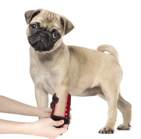 picture of pug dog with light therapy wrap on it's leg