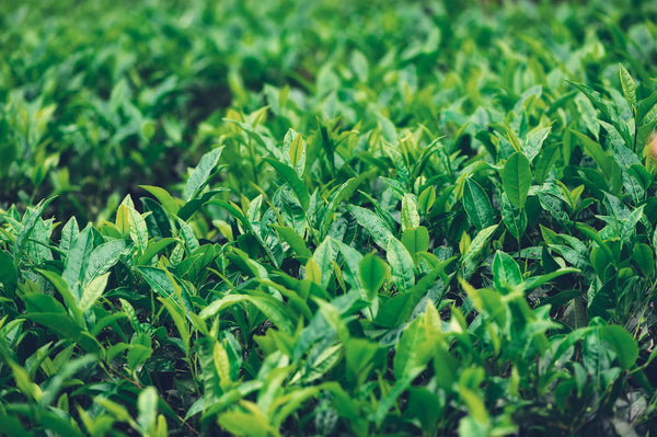 Camellia sinensis Teestrauch und Teeplantage