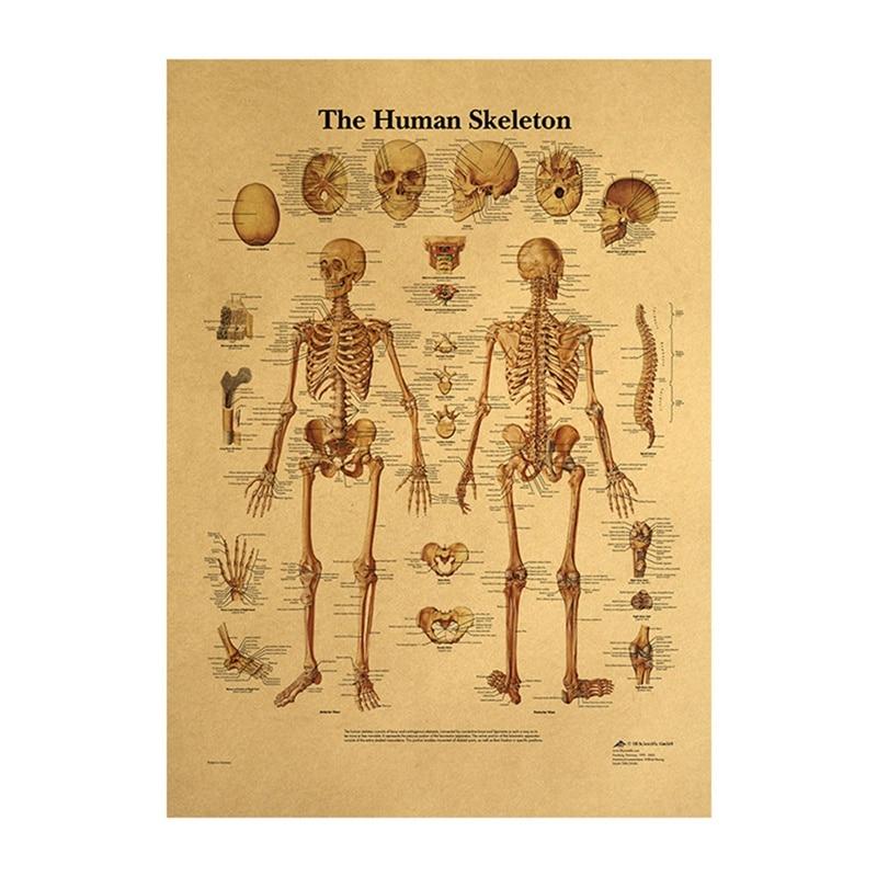 Squelette humain / 42x30cm