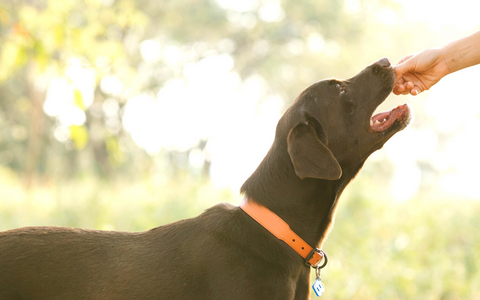 Brown labrador eating treat