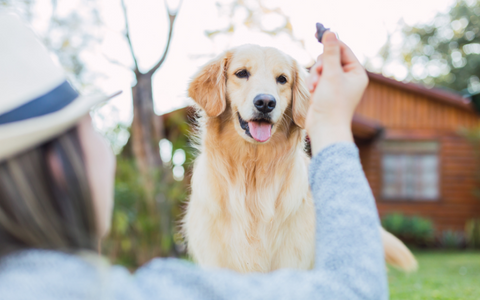 Golden Retriever training