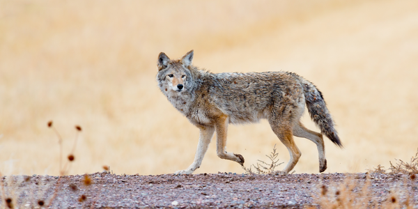 Wildlife Encounter with Coyote