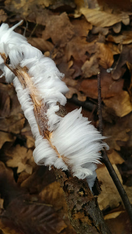 Hair ice growing on a log - Defiance Gear Co. 