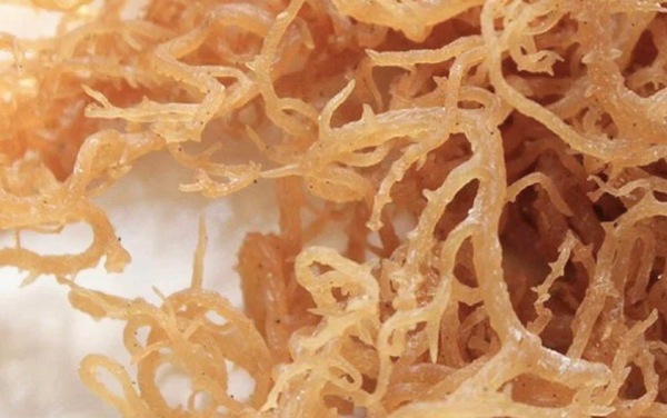 sea moss