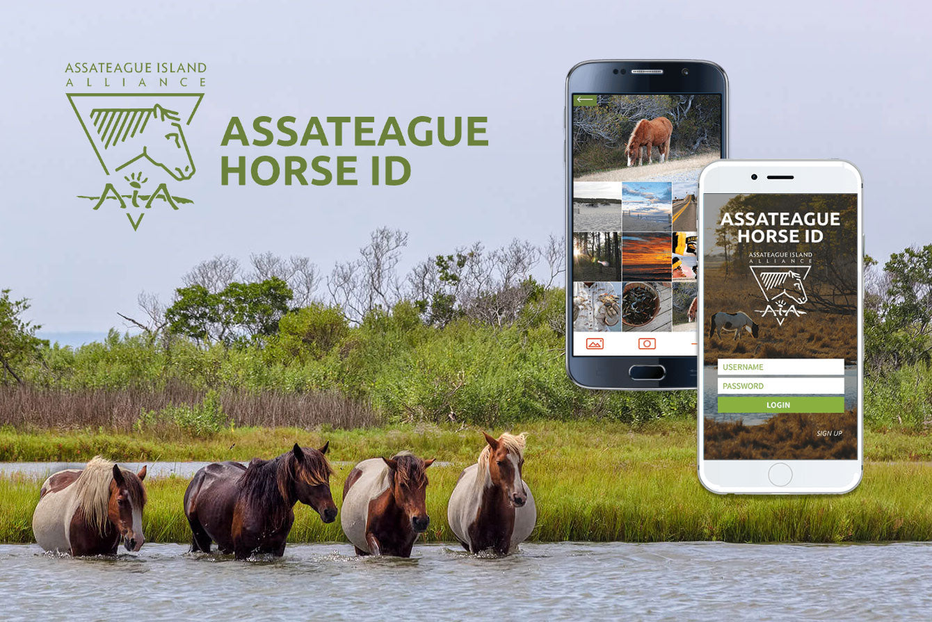 Assateague Horse ID App