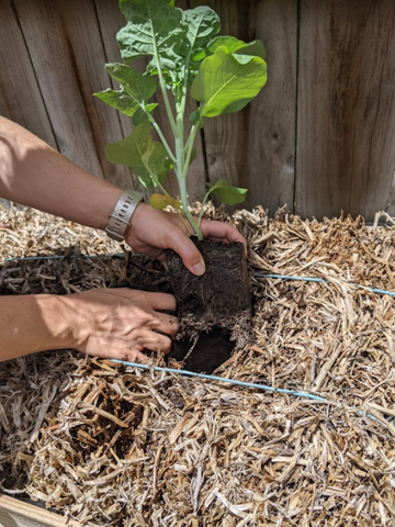 Straw Bale Gardening