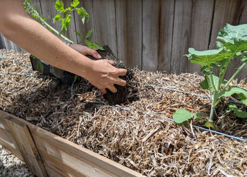 Straw Bale Gardening