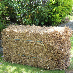 Image of A bag of pea straw mulch for sale