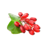 Indian barberry Ingredient Image