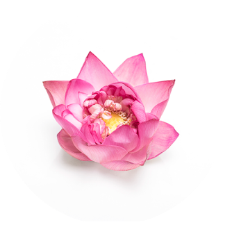 Lotus Ingredient Image