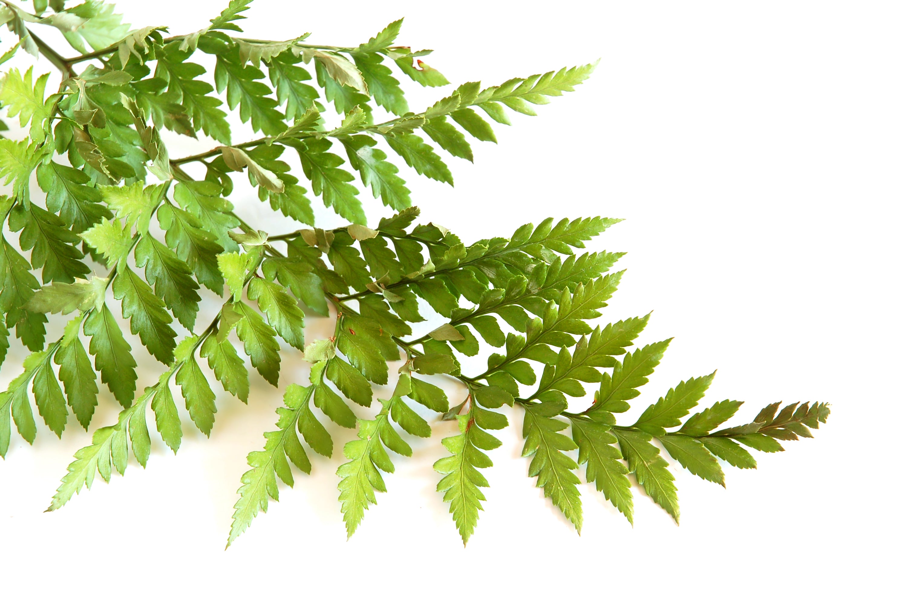 Fern