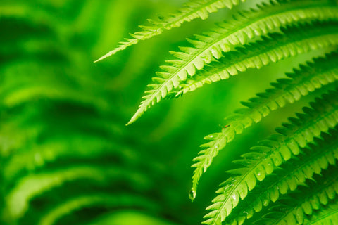 Fern plant