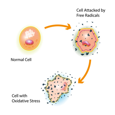 Diagram showing how free radicals damage cells