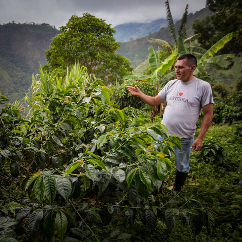 Ernedis - Colombia El Paraiso