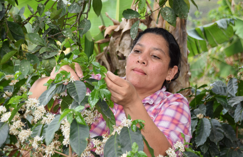 A woman in a pink shirt picking coffee cherries off of a plant.