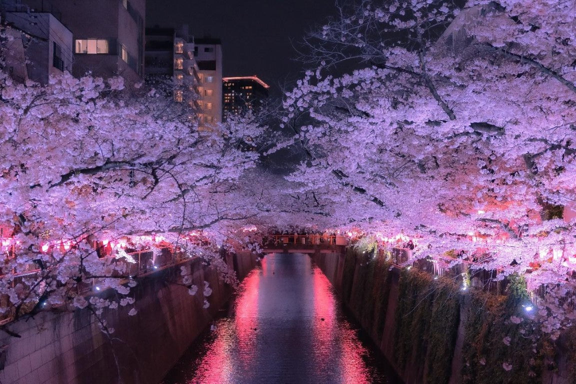Cherry Blossom Festival (Japan)