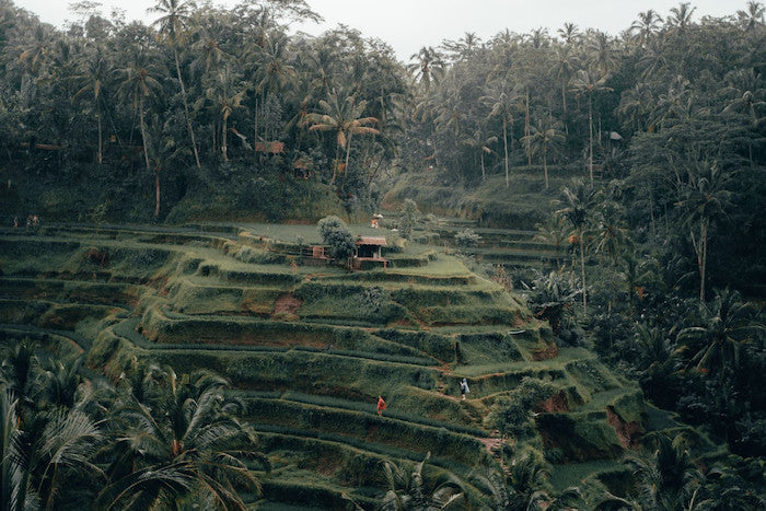 Come To Ubud For A Cultural Stay