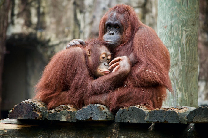 Seeing Endangered Orangutans in The Wild