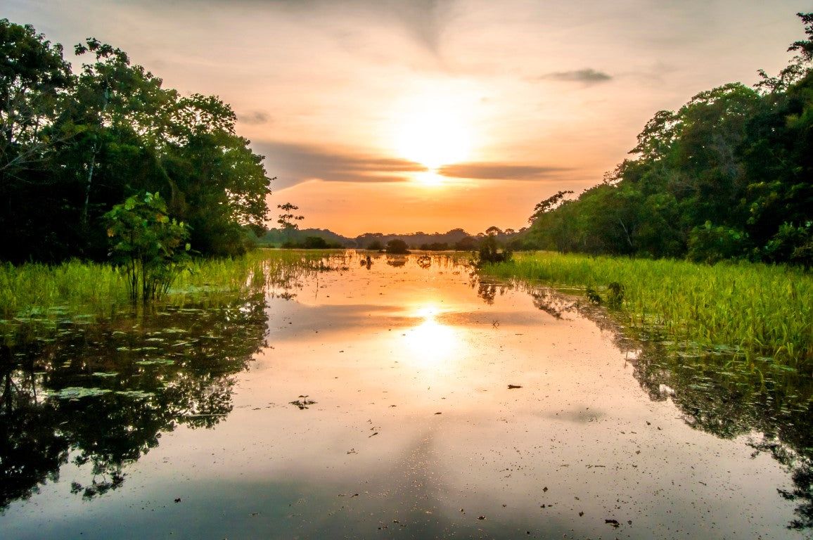 The Amazon Rainforest