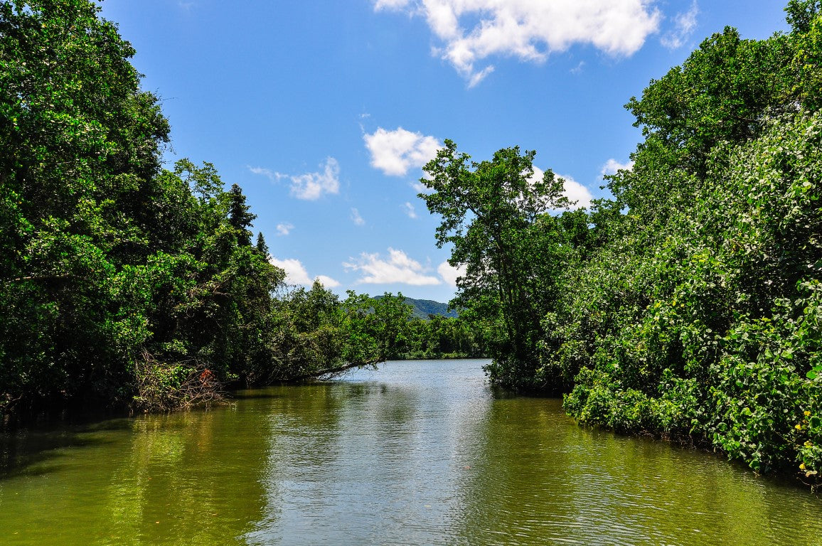 The Daintree National Park