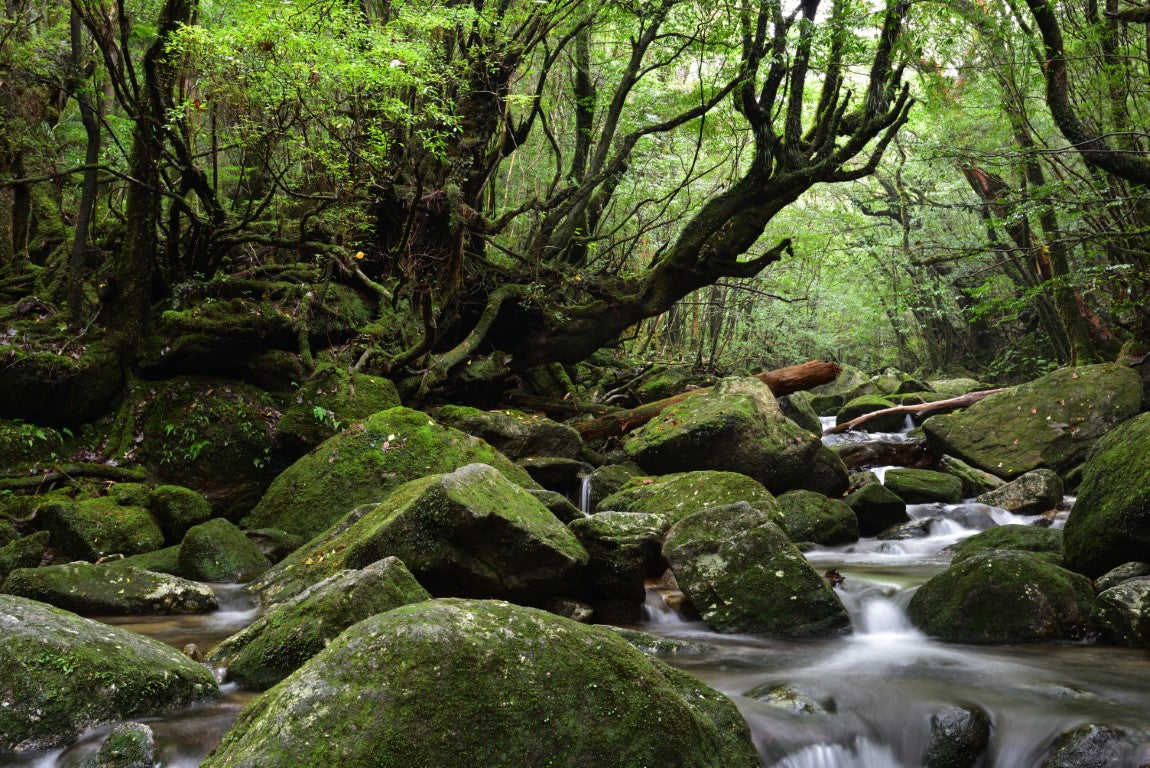 Yakushima