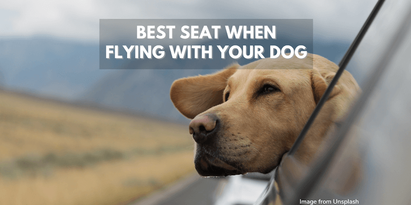 best seat when travelling with a dog