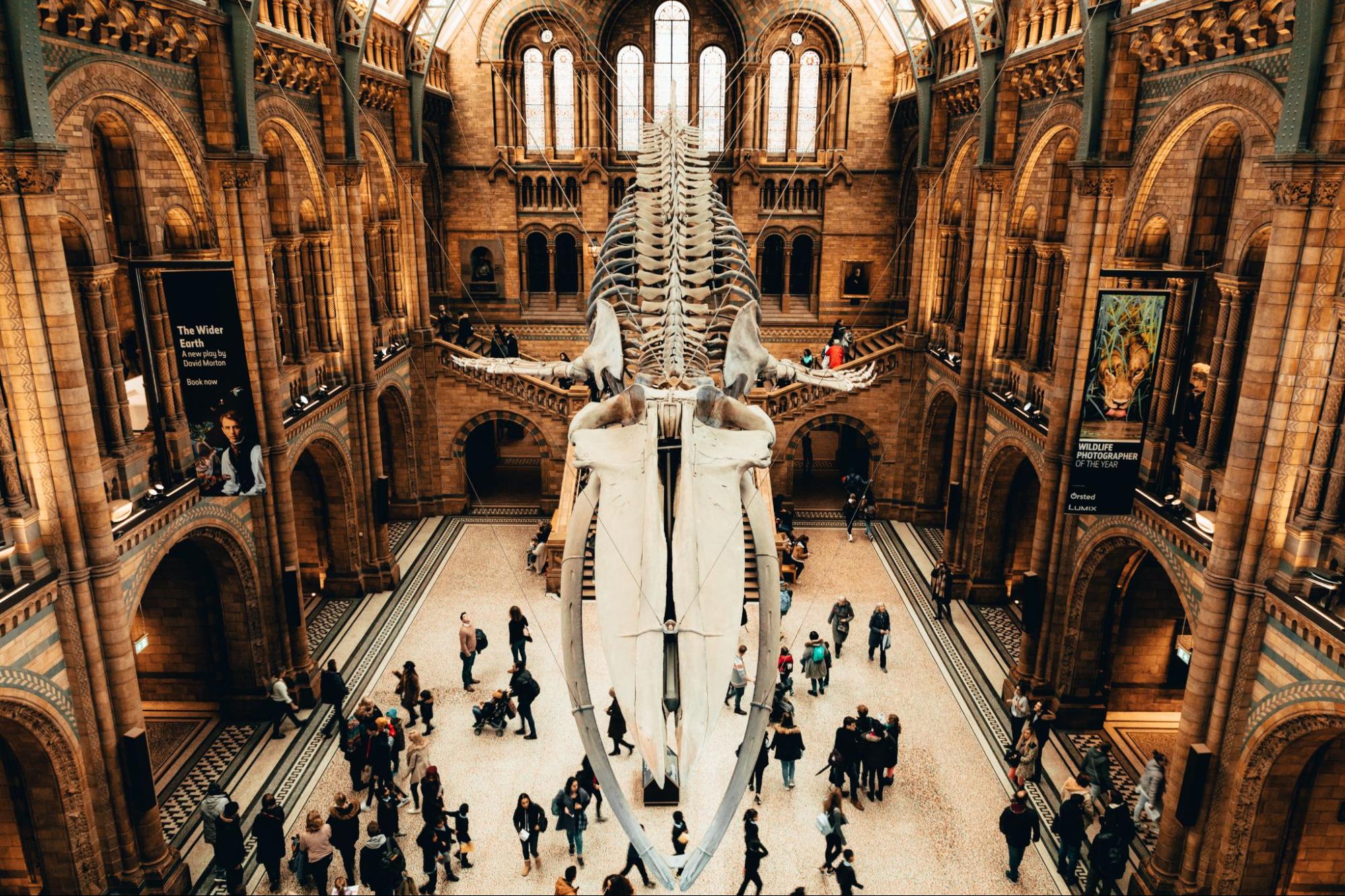 The Natural History Museum - Best Museums In London - Cabinzero