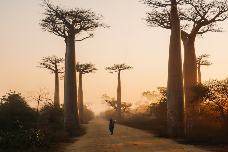 The Avenue of Baobabs, Madagascar