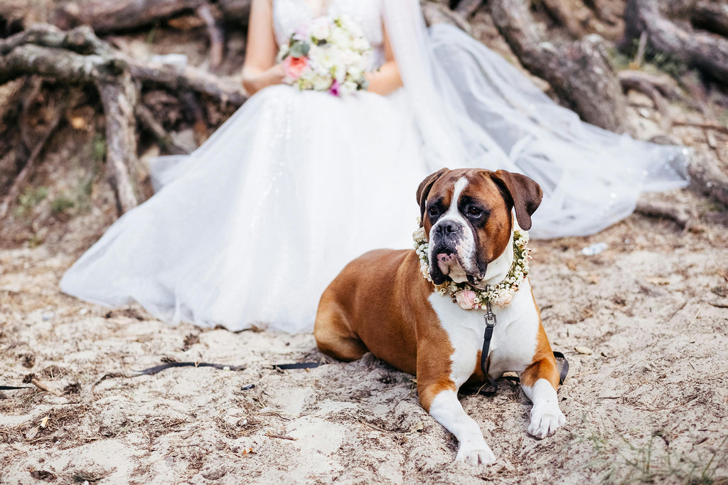 dog at a wedding