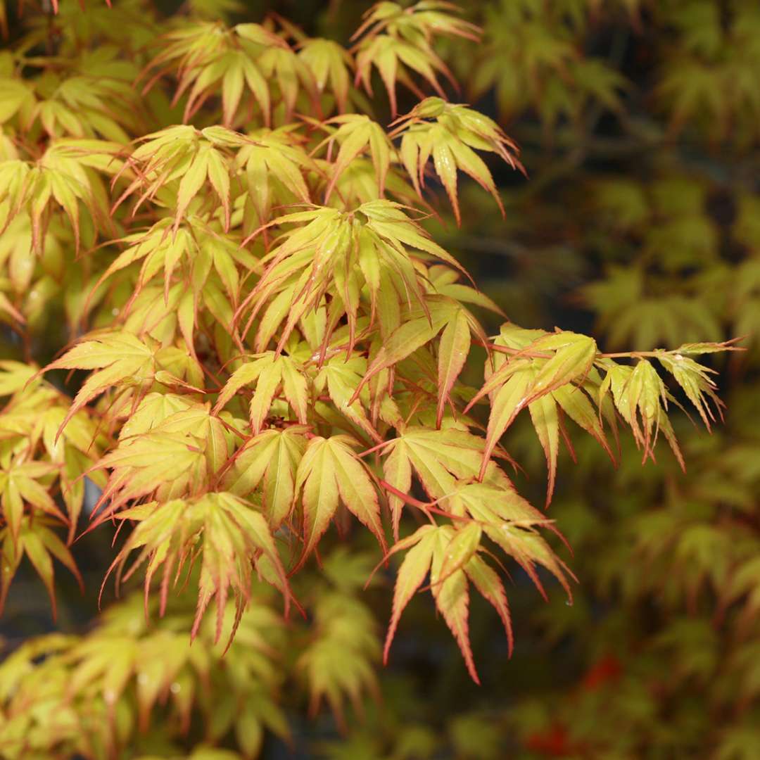 Японский клен Acer palmatum