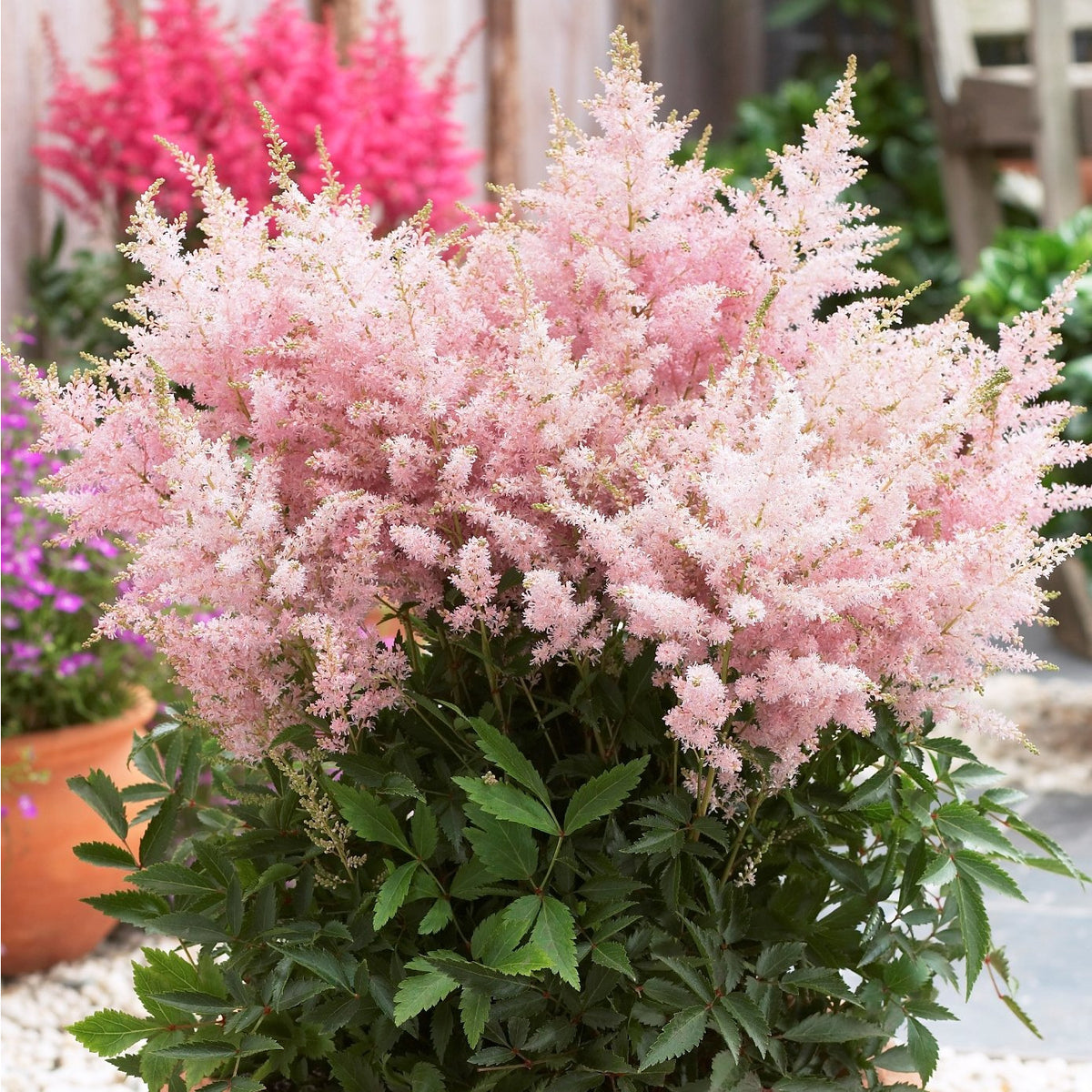 astilbe pink younique silvery hybrid fern pale zone mound growing fast foliage forming topped plumes fragrant ferns выбрать доску