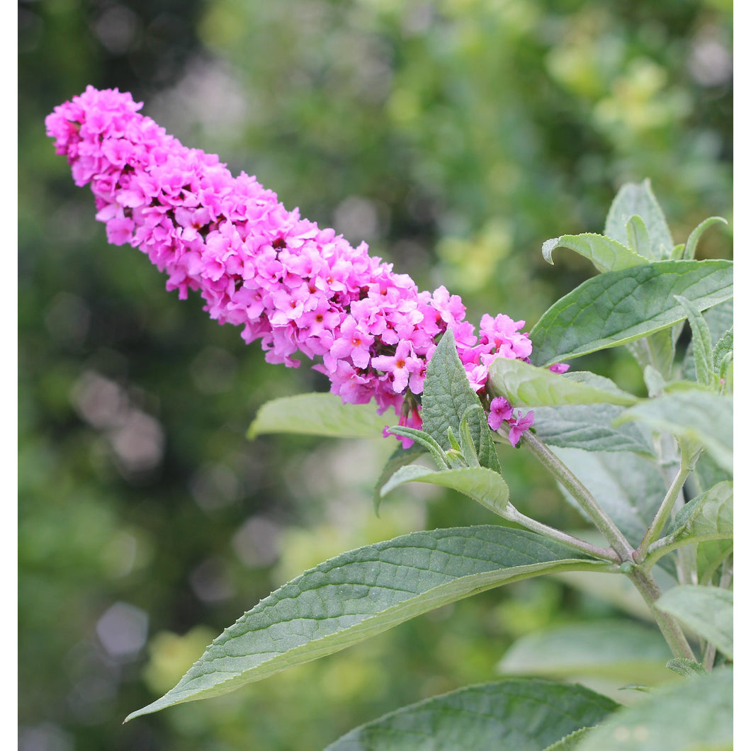 Buddleia X Lo Behold Pink Micro Chip Butterfly Bush Paramount Nursery Inc