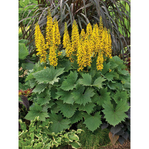 Products ged Ligularia Paramount Nursery Inc