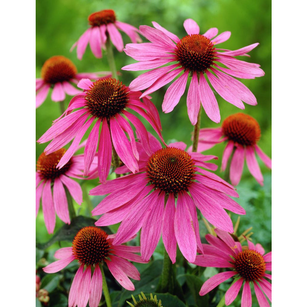 purple coneflower echinacea