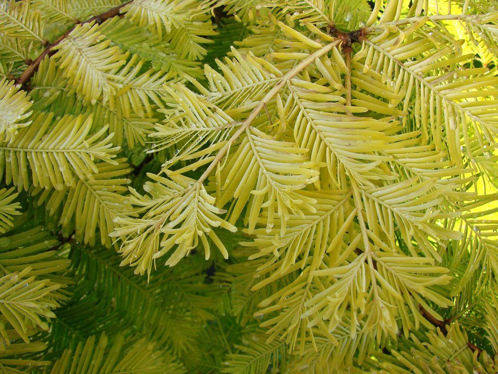 metasequoia glyptostroboides growth rate
