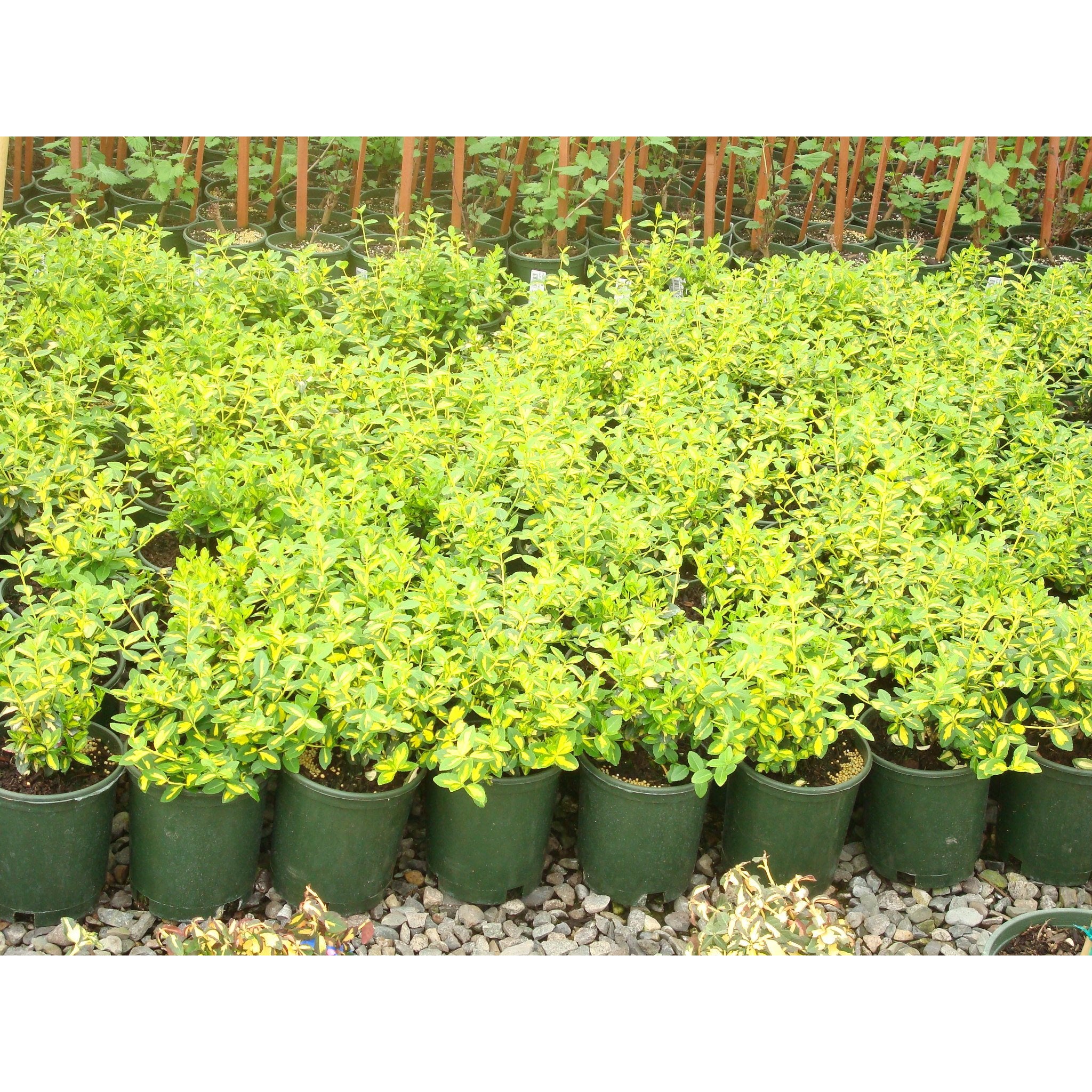 Euonymus Fortunei Moonshadow Moonshadow Euonymus Paramount Nursery Inc