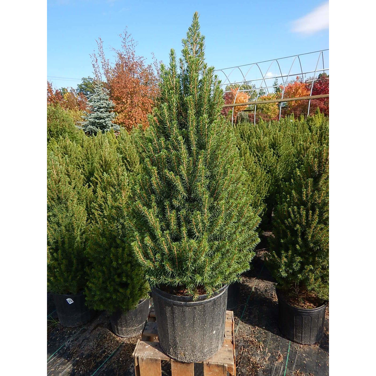 Picea glauca 'Conica' / Dwarf Alberta Spruce – Paramount Nursery Inc.