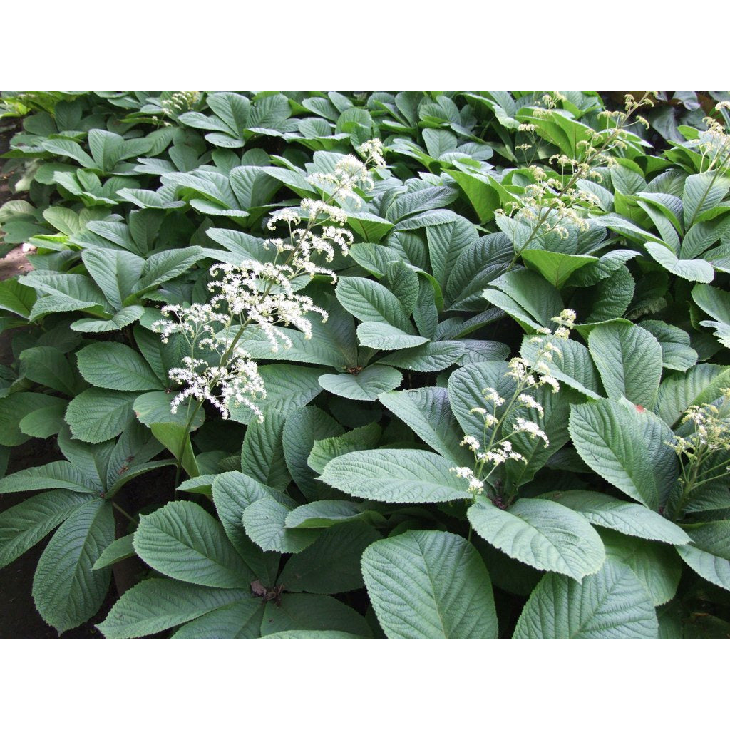 RODGERSIA - aesculifolia/ Rodger's Flower - Paramount ...