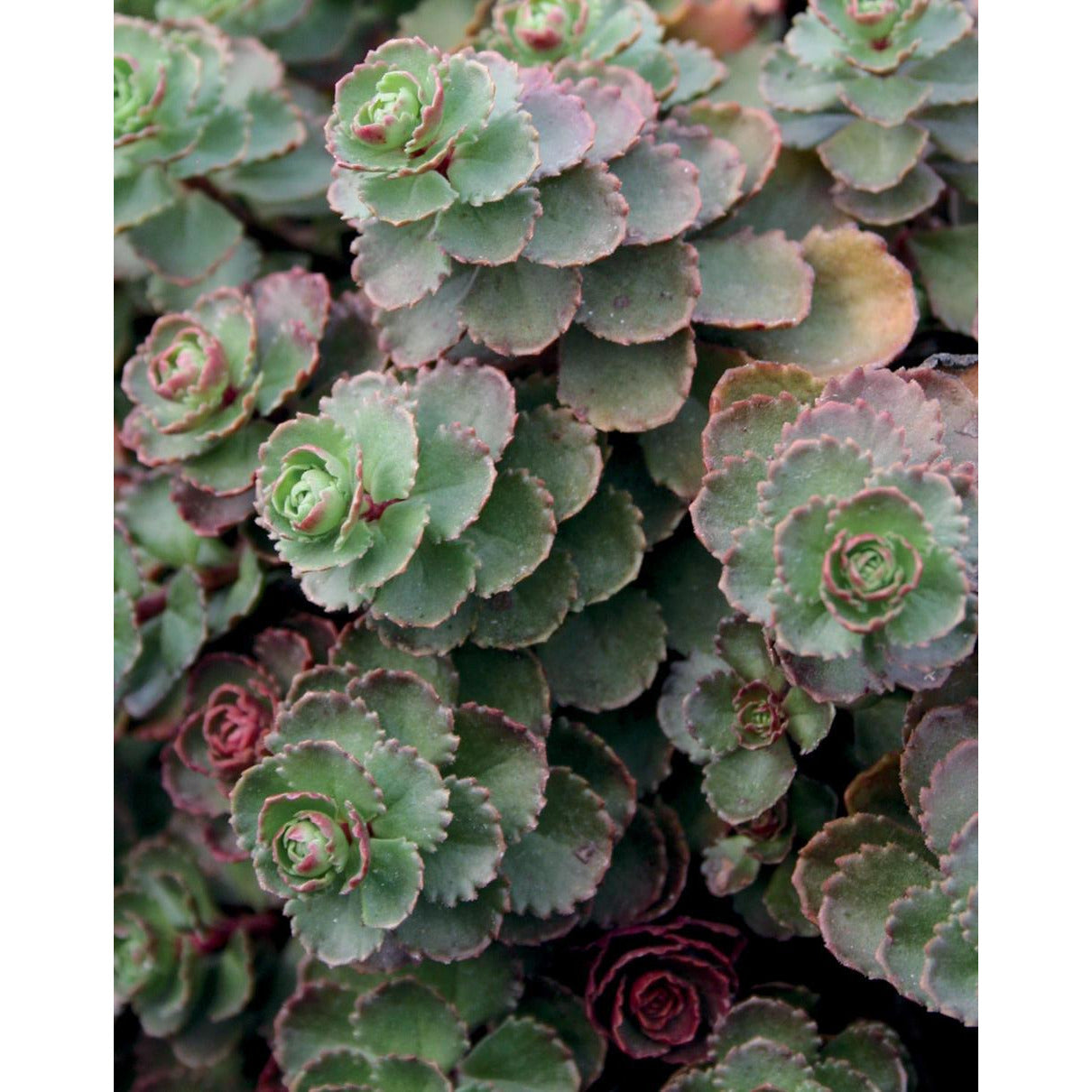 Sedum Spurium Dragons Blood Stonecrop Paramount Nursery Inc