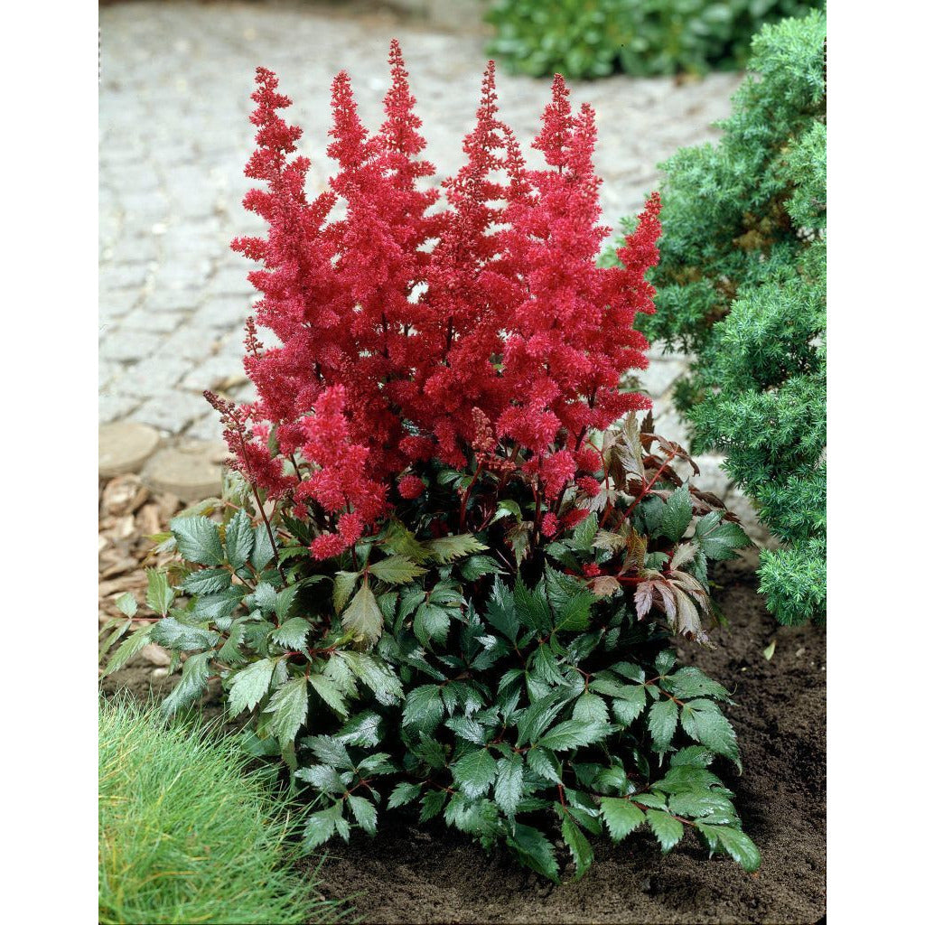 Astilbe Arendsii Fanal Fanal Garden Astilbe Paramount Nursery Inc