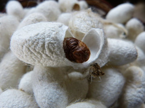 silk cocoon cut open 