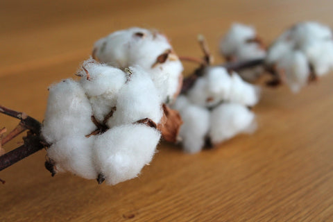 natural cotton on the plant
