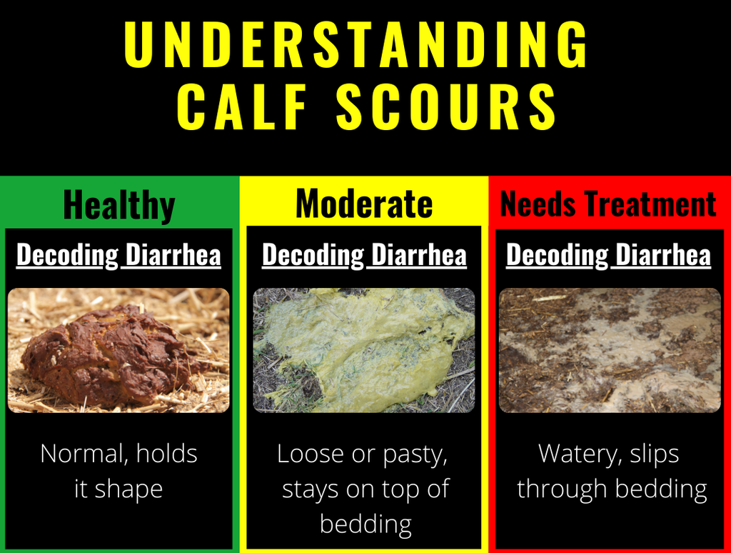 6 Signs of Calf Wellness Understanding Calf Scours Calf Distinction