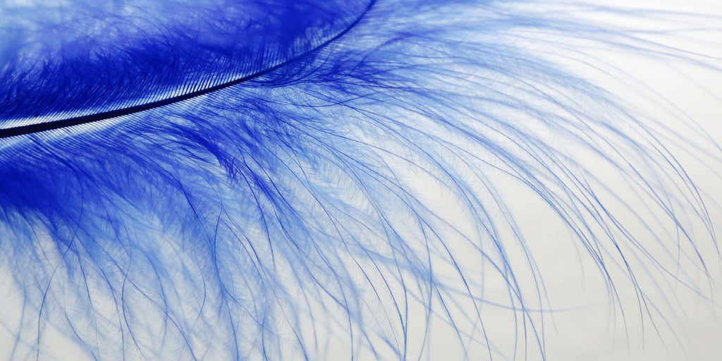 plume bleu