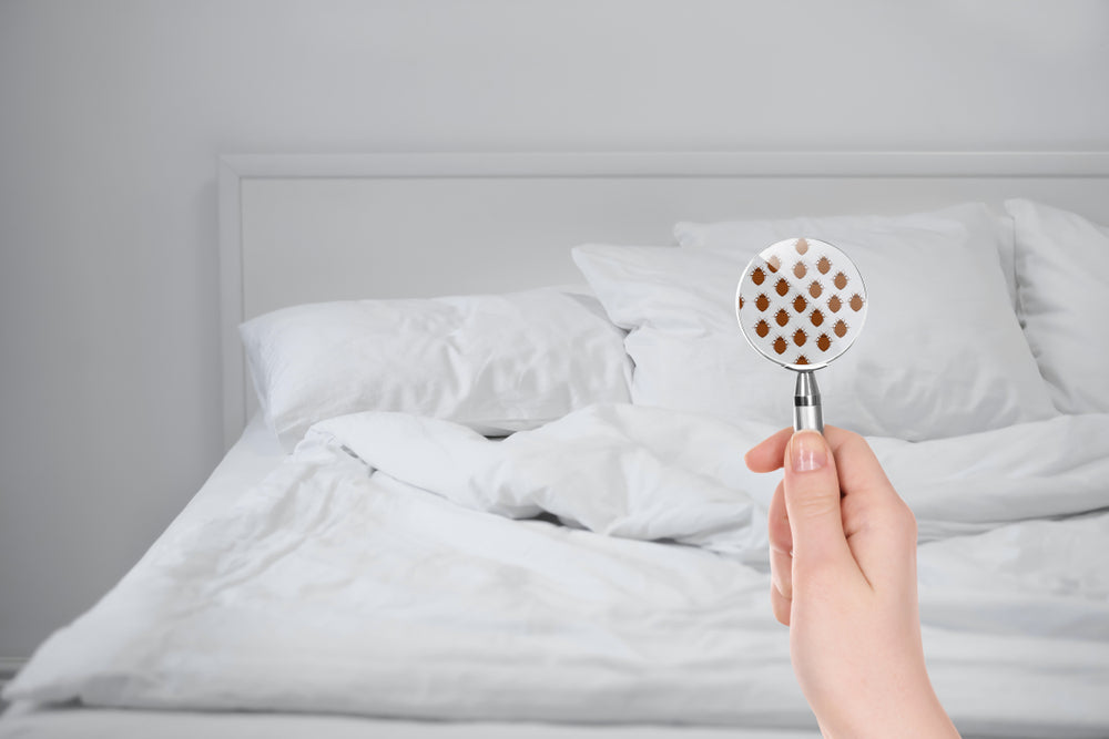 5 simple steps to getting rid of bed bugs in your Sofa bed_Furnitureful