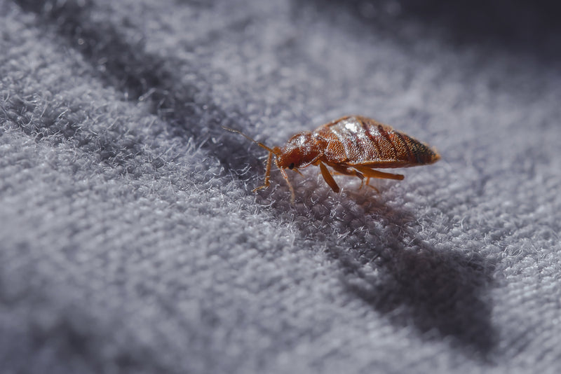 Are Bed Bugs Dangerous? FURNITUREFUL