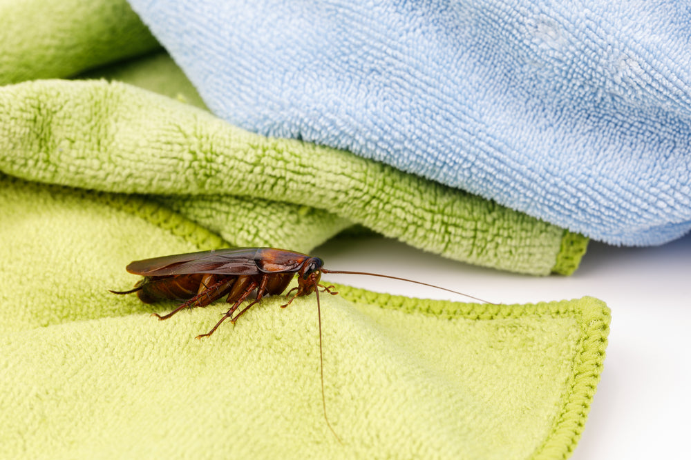 How Long Can Bed Bugs Last On Clothes