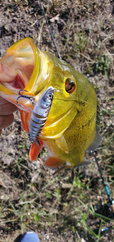South Florida peacock bass slams 3.5"  american shad motion minnow lure