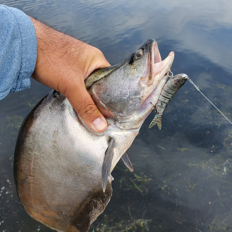 clown knife fish